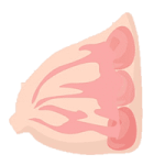 乳癌