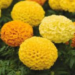 萬壽菊